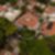 4ª imagem do imóvel