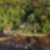 Litoral